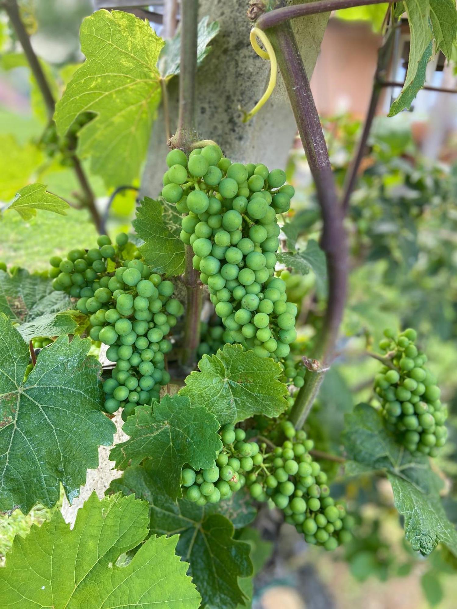 Zweytick Gaestezimmer Weingut Ratsch an der Weinstrasse Exterior photo