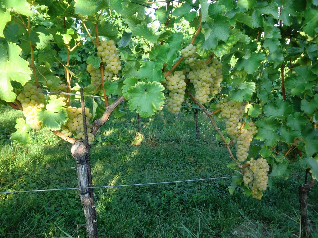 Zweytick Gaestezimmer Weingut Ratsch an der Weinstrasse Exterior photo