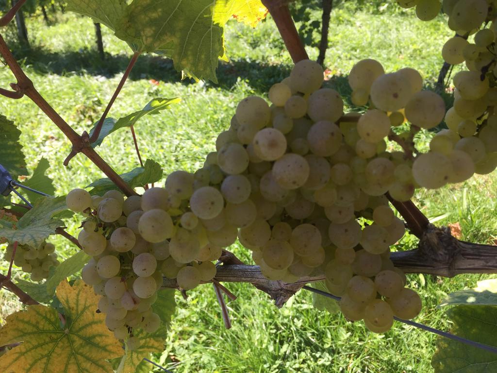 Zweytick Gaestezimmer Weingut Ratsch an der Weinstrasse Exterior photo